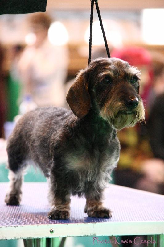 Crufts2011_2 1549.jpg